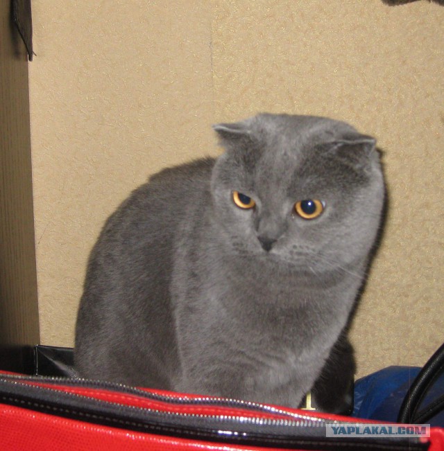 Котовторник 25.02.2014