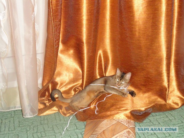 Котовторник 25.02.2014