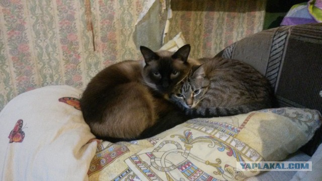 Котовторник 01.04.2014