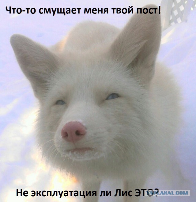 Ну правда же... чем я хуже собаки?!