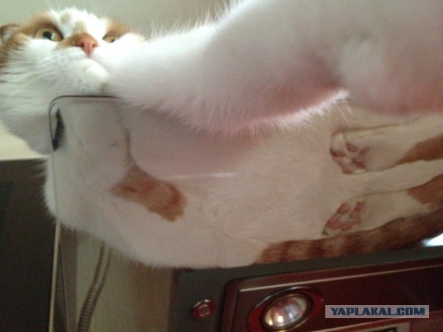 Котовторник 22.07.14