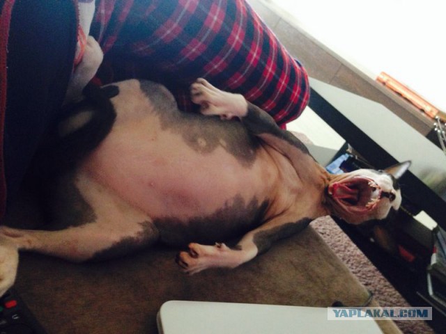 А у тебя есть фото твоей зевающей котейки ?