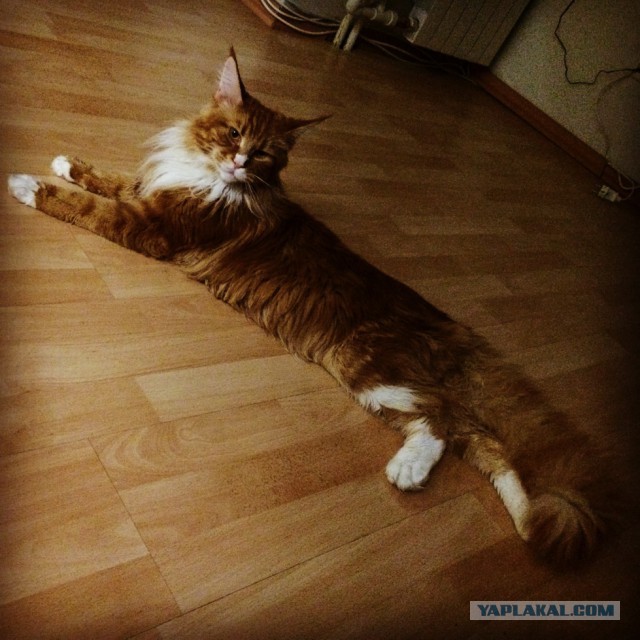 Котовторник 09.09.2014
