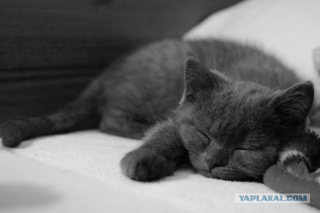 Котовторник 23.09.2014.