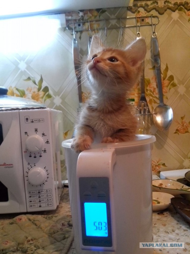 Котовторник 2.12.14