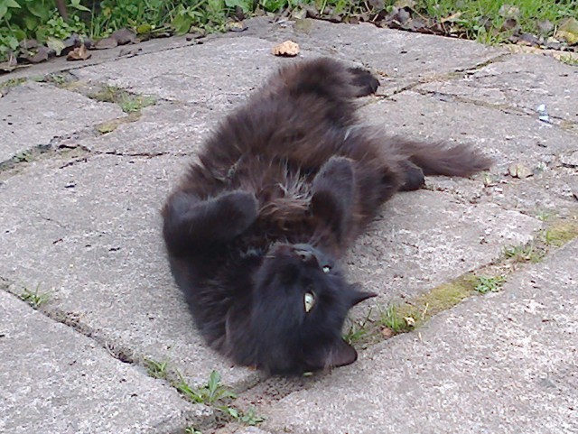 Котовторник 28.04.2015