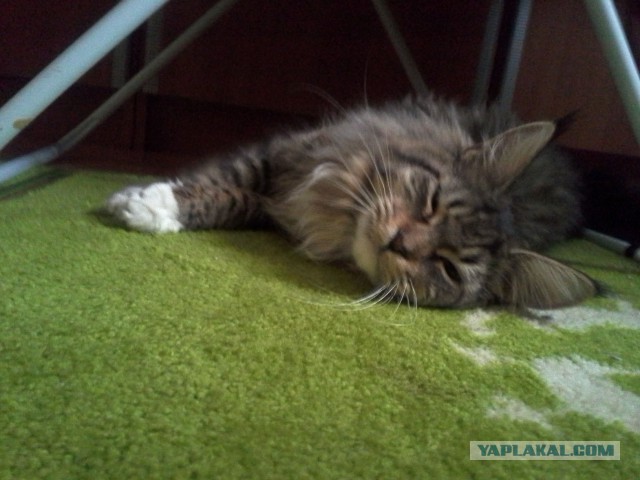 Котовторник 7.07.2015