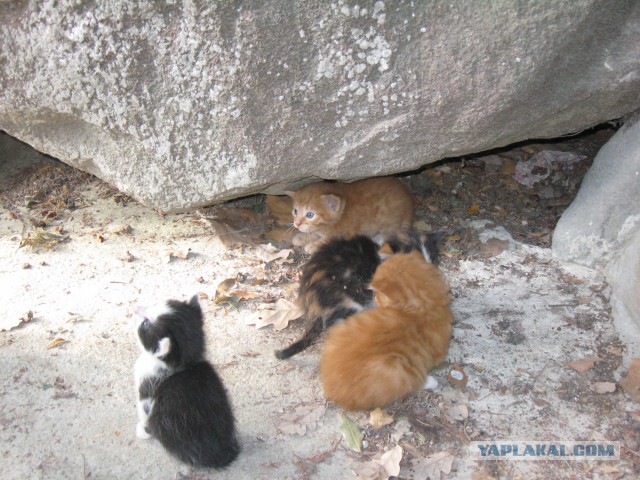 Дикий котовторник