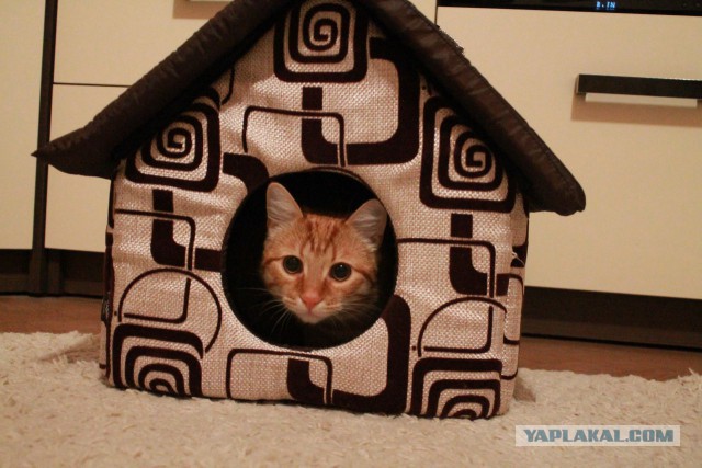 Котовторник