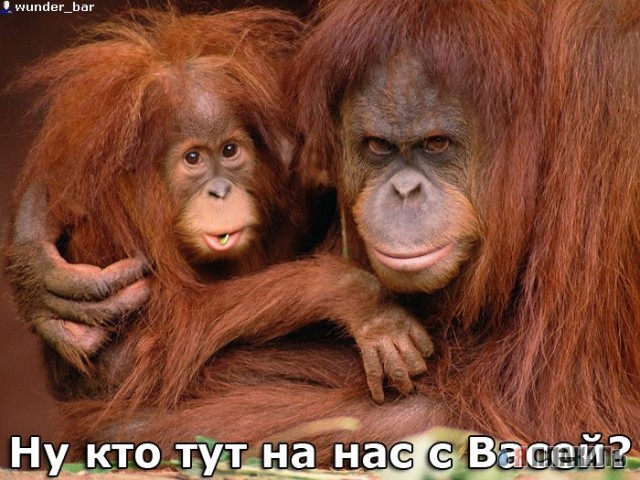 ОБЕЗЬЯНЫ. Все про обезьян