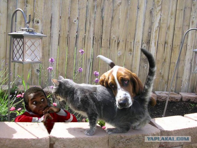 Фотожаба "Ох уж эти исследования"