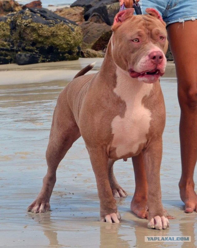 Страшно красивые терьеры