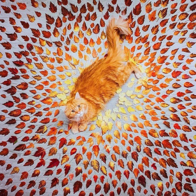 Коты из сети