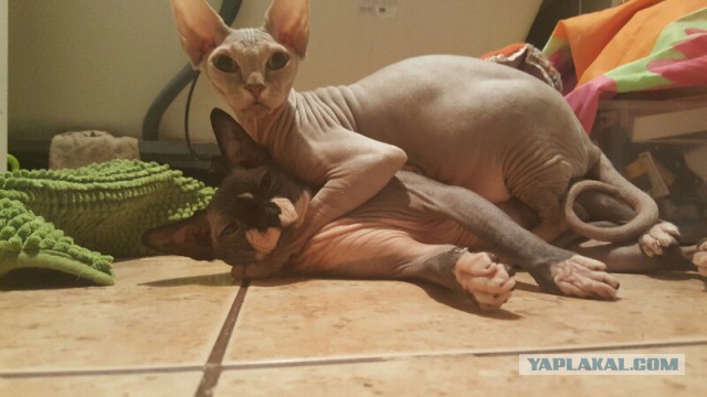 Кот с кошкой так влюблены друг в друга, что не могут скрыть свои чувства