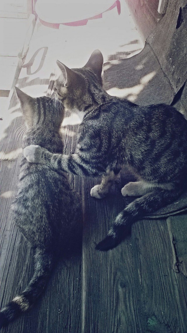Коты из сети