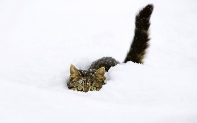Коты и Кошки