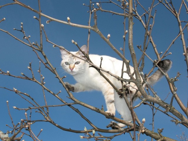 Коты и Кошки