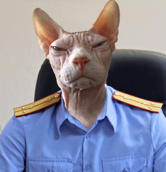 24 кота, которые подняли дерзость на новый уровень