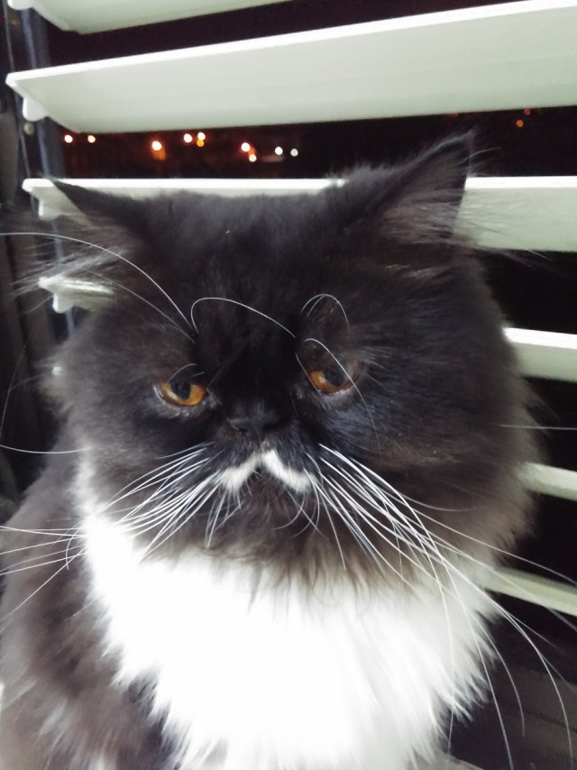 Коты и Кошки