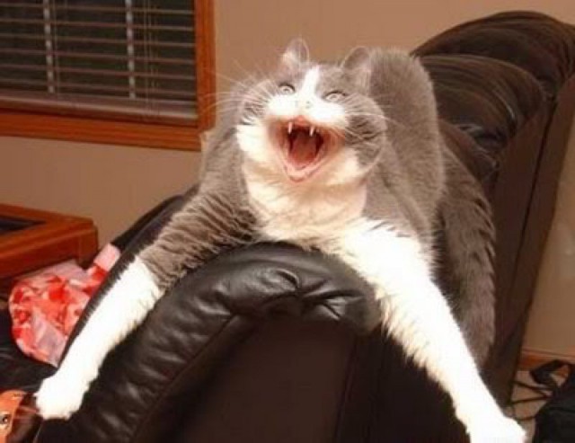 Коты и Кошки