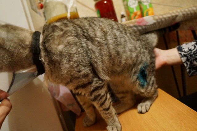 Забрался котенок на склад.Теперь у нас новый член семьи.