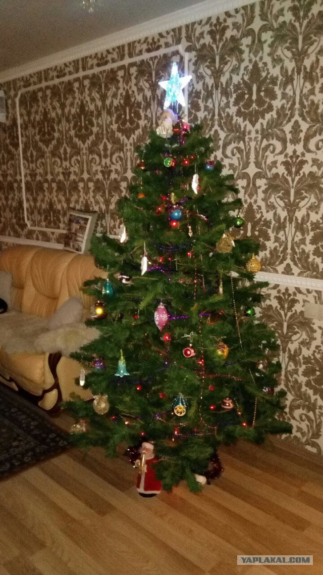 А давайте Ёлками меряться!?