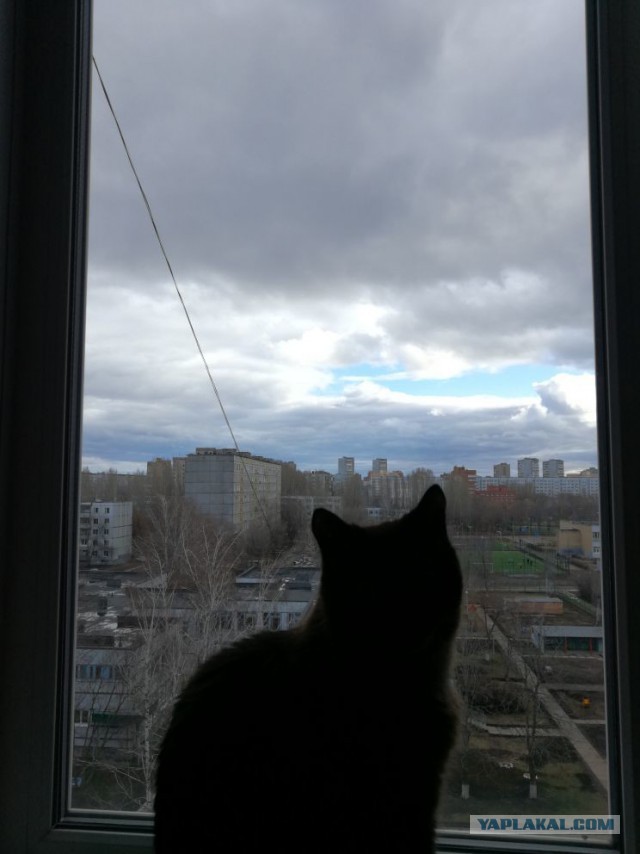 Котовторник 24.04.2018