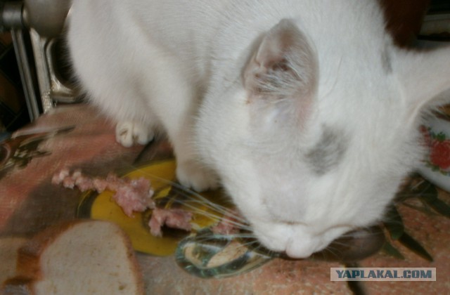 Котовторник 24.04.2018