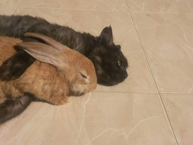 Прикольных котов пост