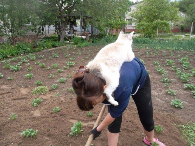 Прикольных котов пост