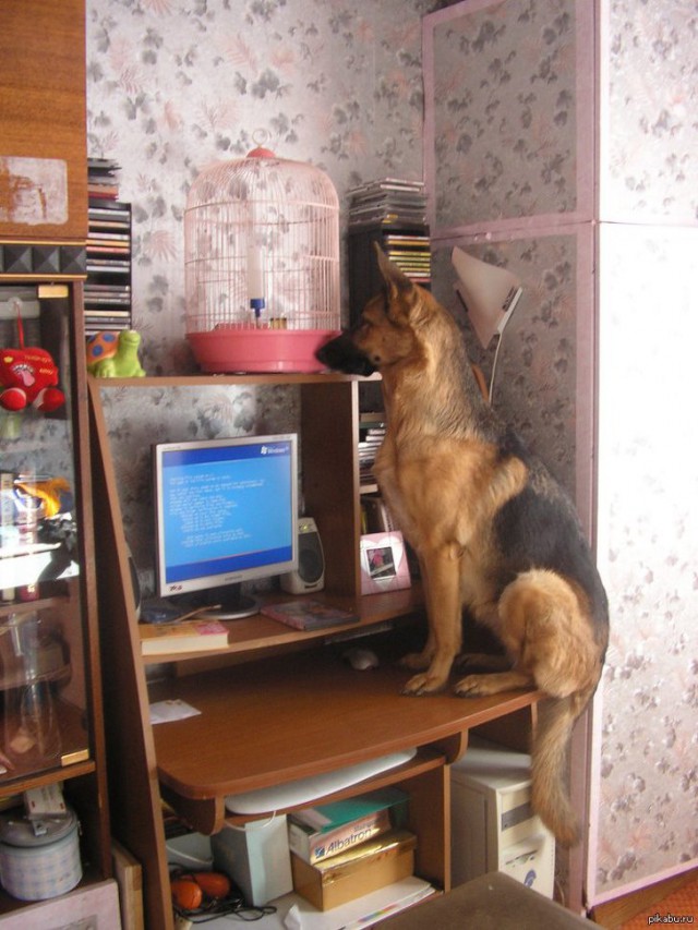Живность из сети