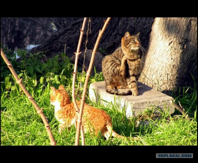 Котовторник  на  ЯПлакалъ