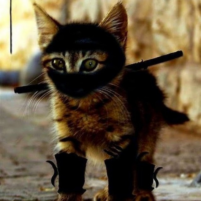 Боевые коты