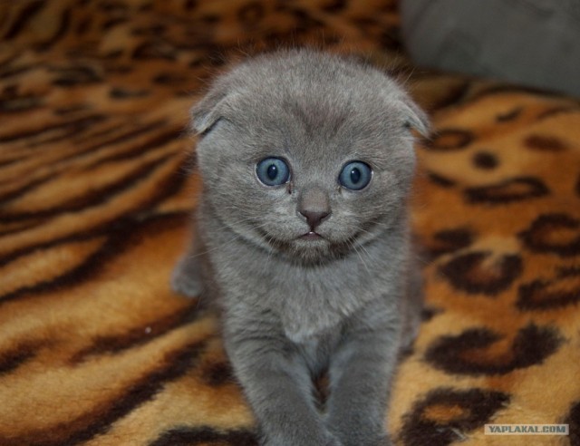 Котовторник: Кошки и ягнёнок