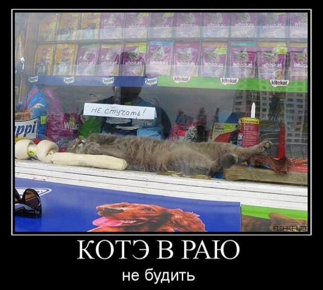 Котовторник 06.09.11