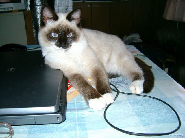 Котовторник! 08.11.11