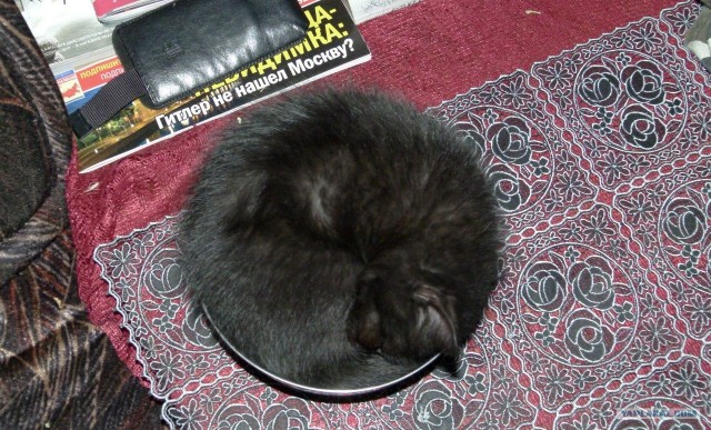Котовторник (10.01.2012)