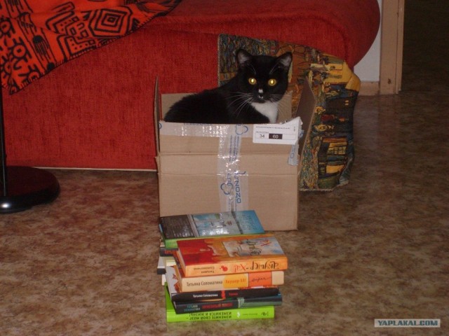 Котовторник! 13.03.2012