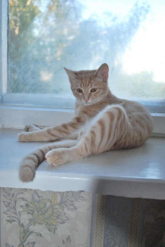Котовторник 1 мая 2012