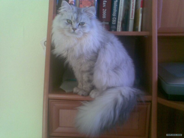 Котовторник 22.05.2012