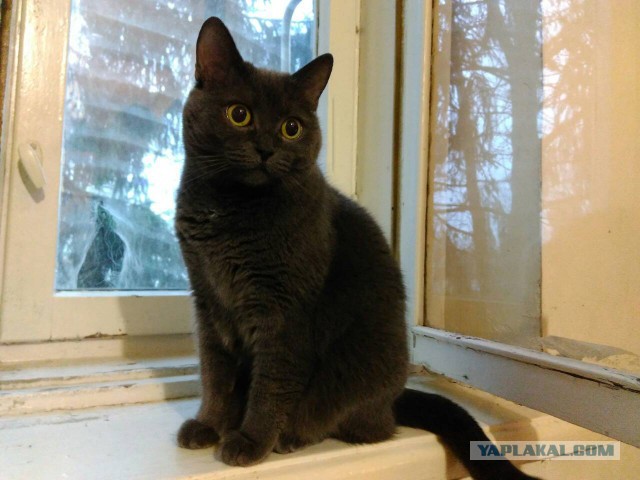 Сон в новогоднюю ночь