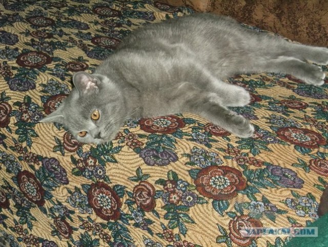 Котовторник на 26.06.12