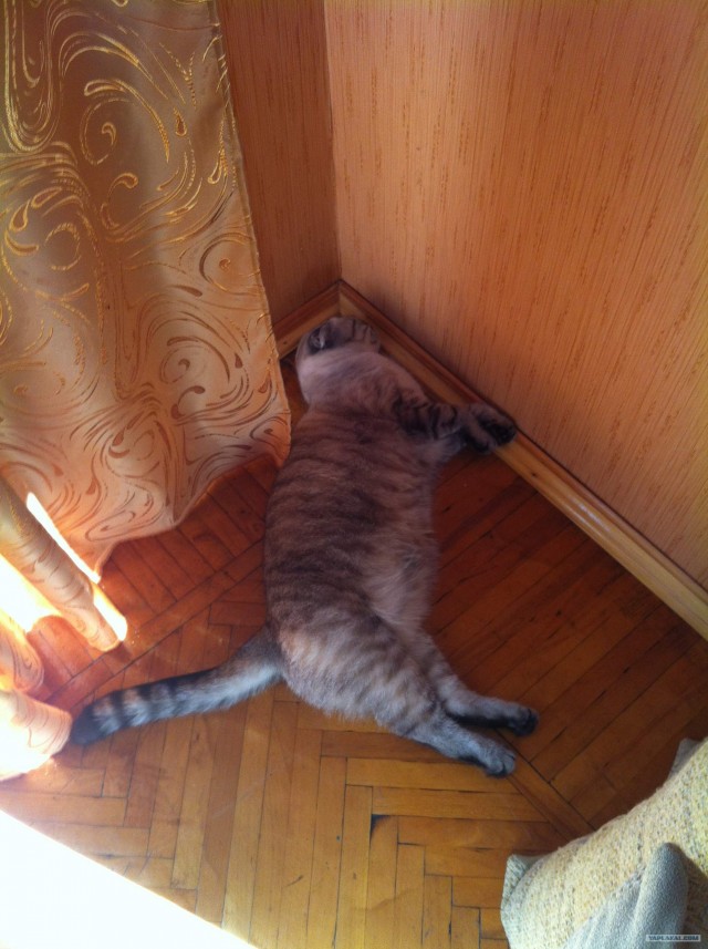 Котовторник 10. 07. 2012