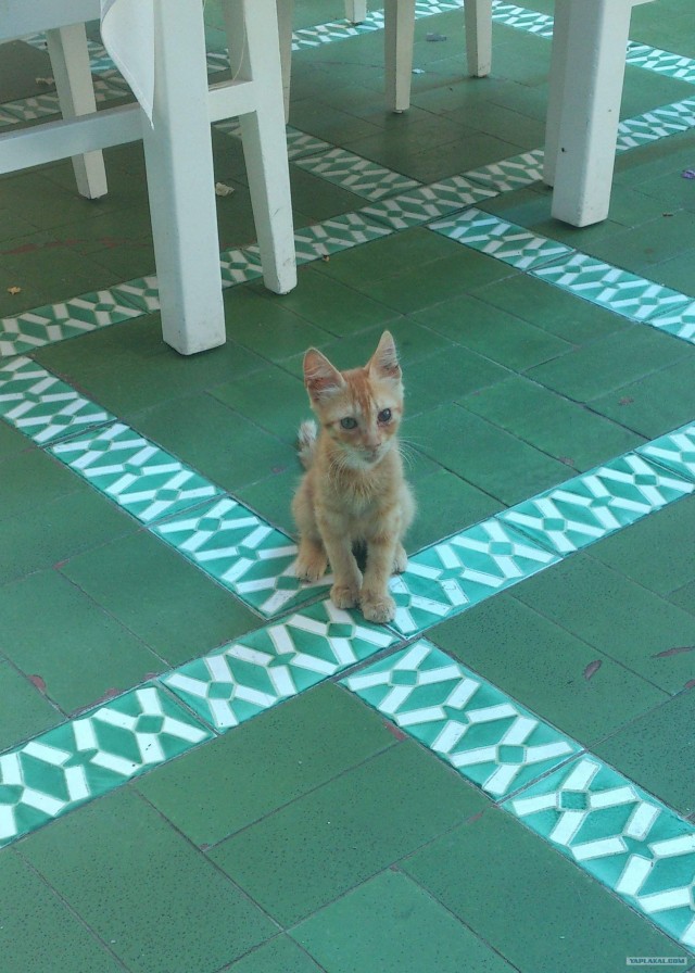 Котовторник 24.07.2012