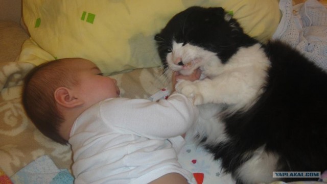 Котовторник 07.08.2012