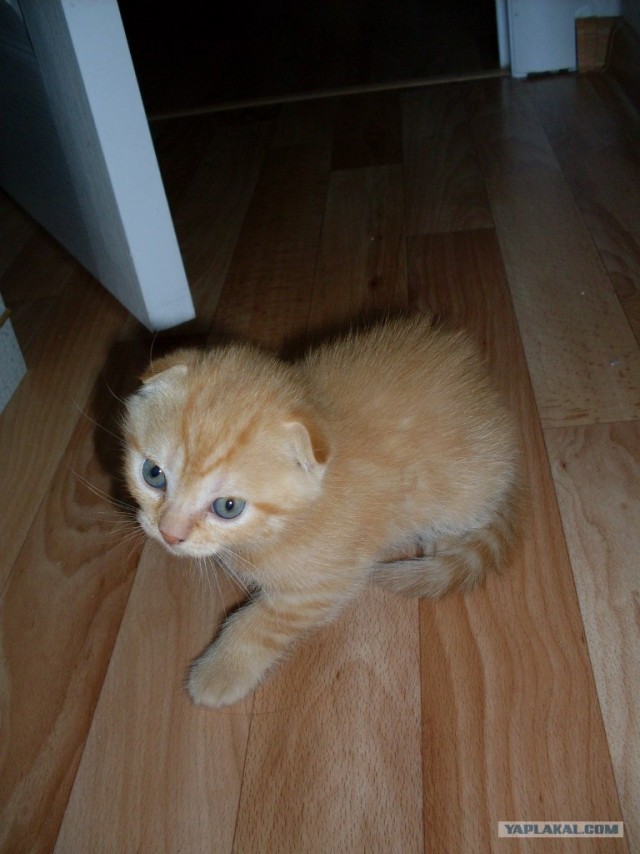 Котовторник  21.08.12
