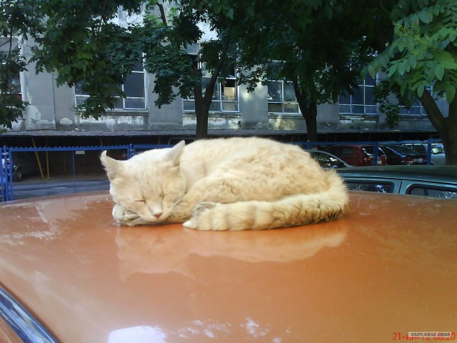Котовторник 11.09.2012