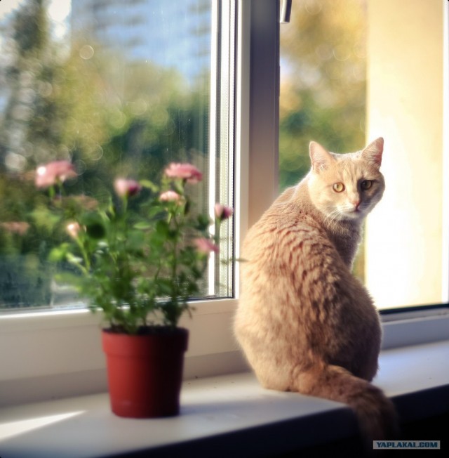 Котовторник  16.10.12