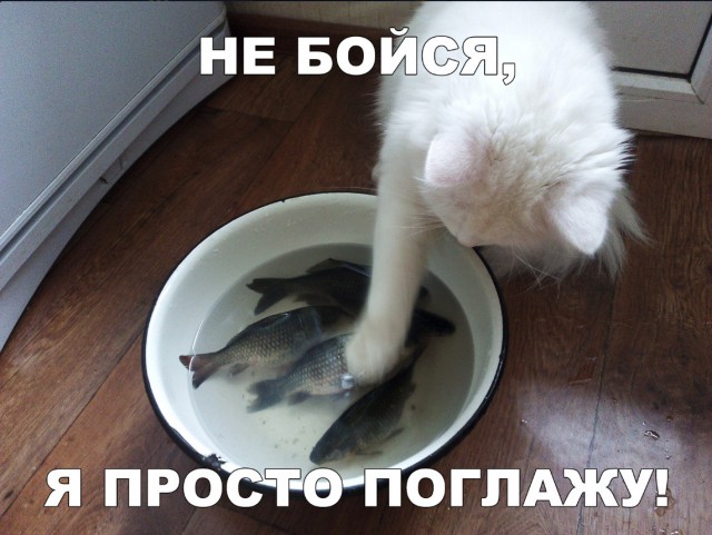 Забавные фото котеек