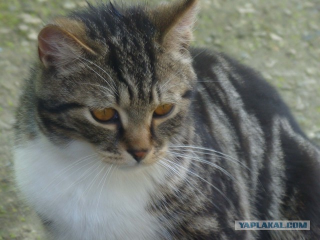 Котовторник 19.02.2019